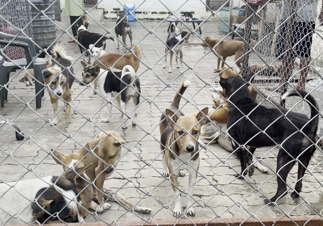 Help SEVA Save Their Shelter — A Lifeline for Rescued Animals